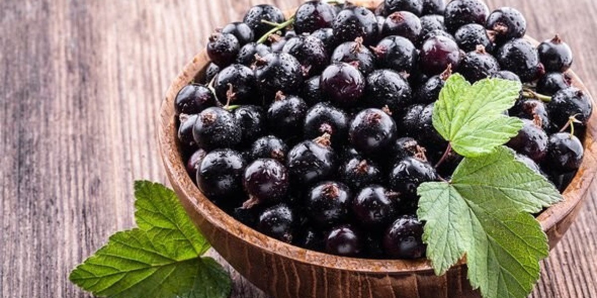 Blackcurrant Extract Market Intelligence: Consumer Preferences, Product Innovations, and Strategic Market Developments