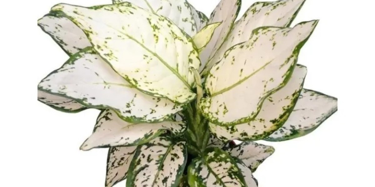 Aglaonema Tissue Culture and Wholesale – Premium Quality Plants