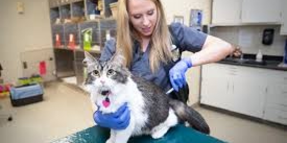 Companion Animals Drug Market Potential: How Technology and Personalized Medicine Are Shaping the Future of Pet Care