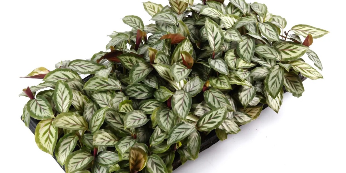 Premium Tissue Culture and Plug Plants for Sale – Bulk Orders Available