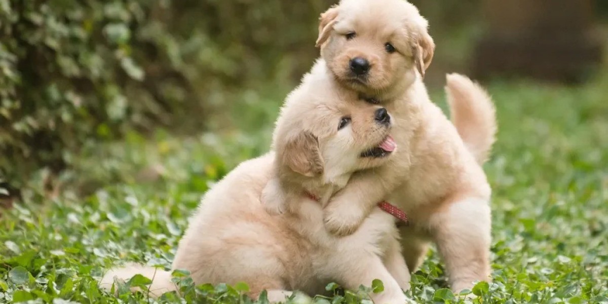 What to Feed Your Baby Golden Retriever for Healthy Growth
