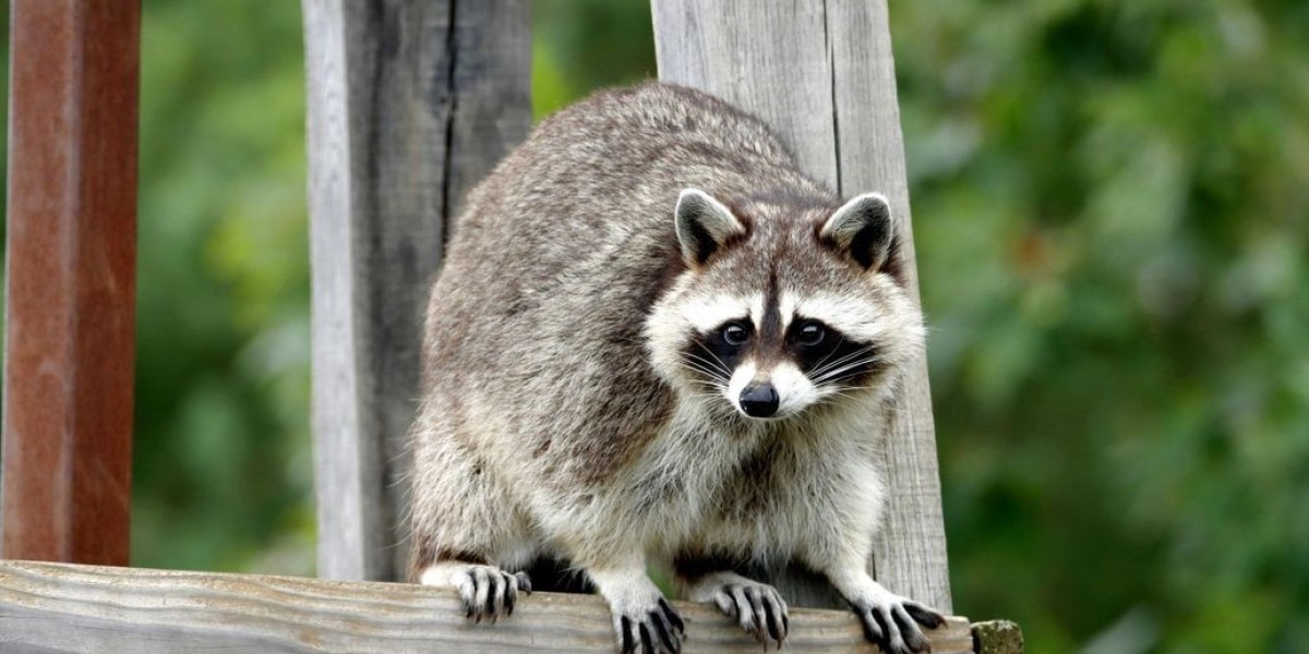 Affordable Exclusion: Keep Critters Out Without Breaking the Bank