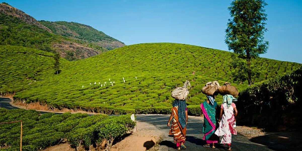 South India Wildlife Adventures: Exciting Tour Packages Offered