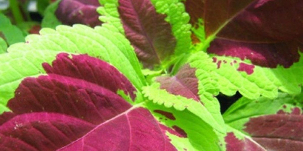Forskolin Market Threats Impacting Growth And Competitive Positioning Globally