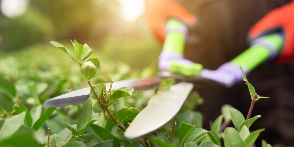 The Ultimate Lawn Care Guide for Columbia, SC Homeowners