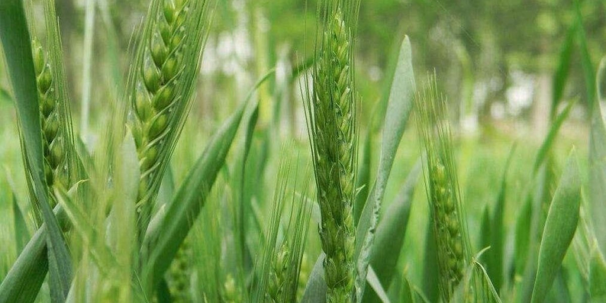 Driving Factors and Emerging Trends in the Chelated Iron Agriculture Market