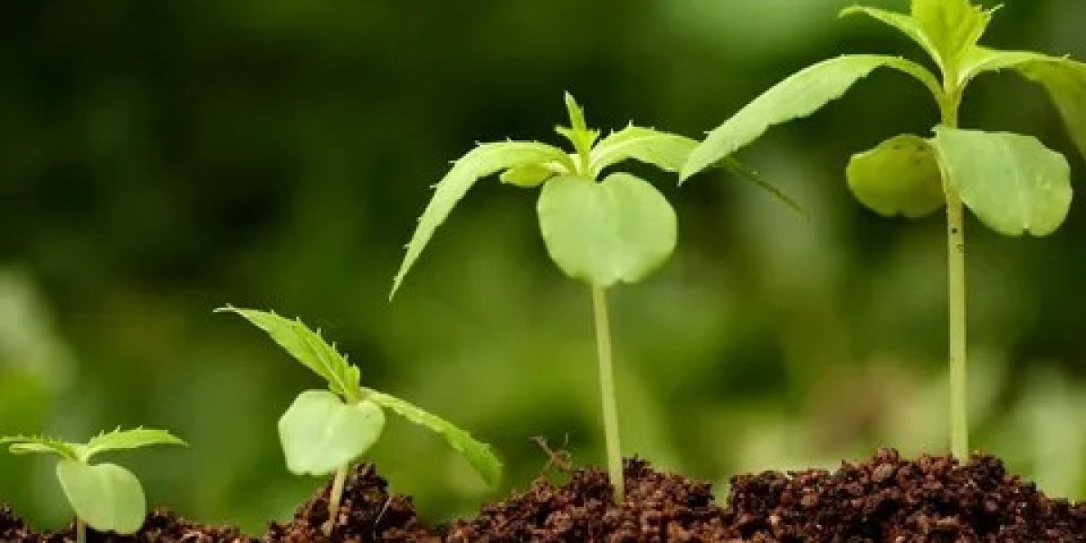 Plant Growth Regulators Market Scenario Trends Shaping the Industry