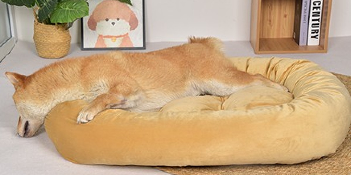 How to Set Up a Comfortable Beach Area for Your Dog