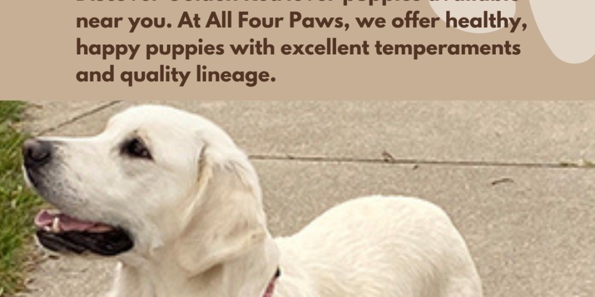 Find Healthy Golden Retriever Puppies for Sale in Michigan, Chicago & Florida