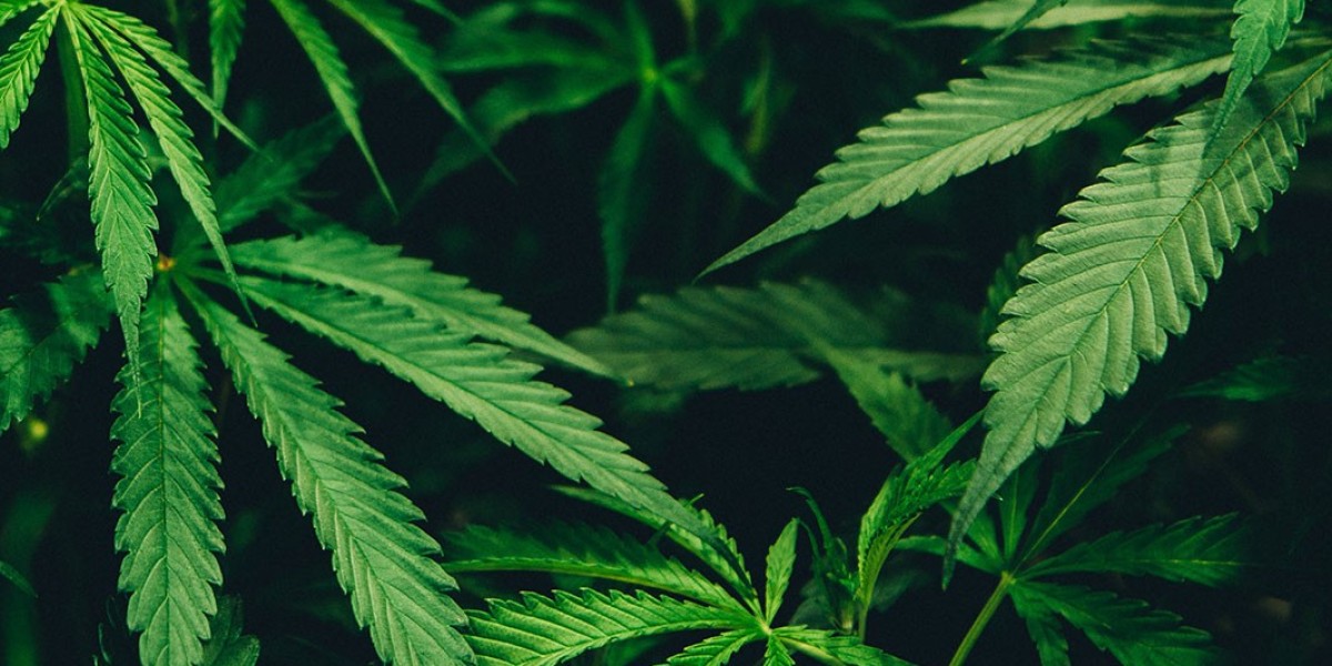 Best Weed Strains for Every Occasion in Edwards Colorado