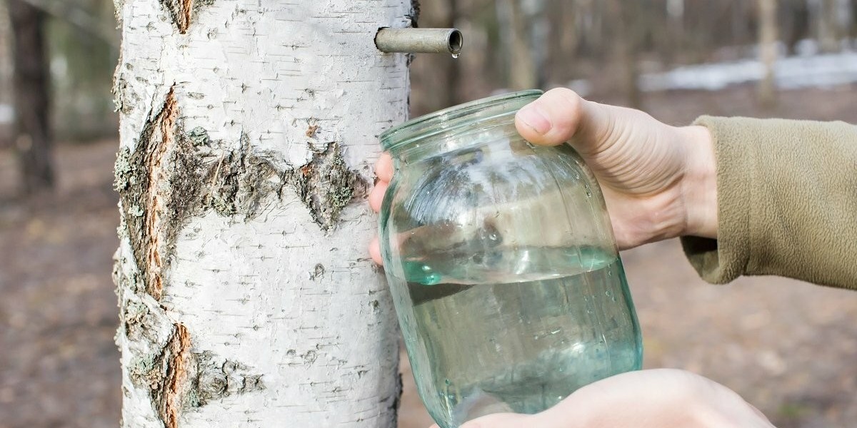 Birch Water Market Expansion and Emerging Opportunities in 2025