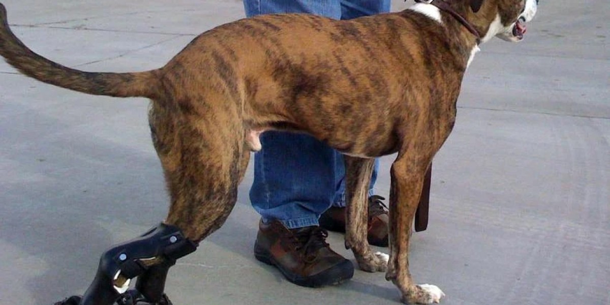 Veterinary Orthotics-Prosthetics Market Growth Driven by Advanced Animal Rehabilitation and Mobility Solutions