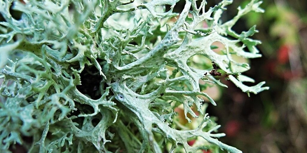 Top Players in the Oakmoss Extract Market: Competitive Landscape