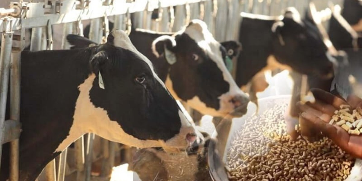 Cattle Feed Market Opportunities: Unlocking Future Growth Through Research, Sustainability, and Digital Transformation