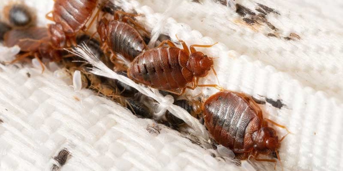 Protecting Your Home: Tips to Keep Bed Bugs Out for Good