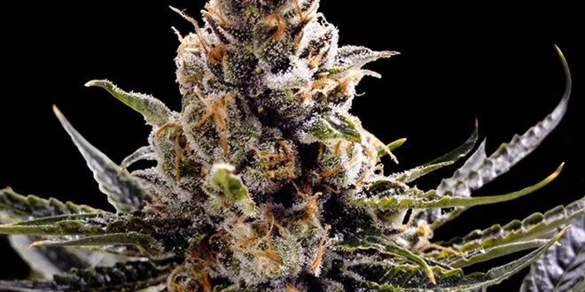 What Are Autoflowering Cannabis Seeds?
