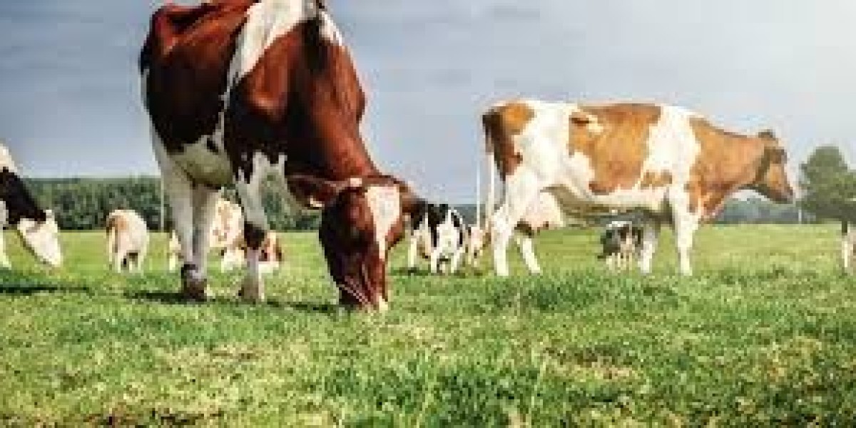 Animal Nutrition Market Future Outlook: The Role of Digitalization and Smart Feeding Technologies in Farming