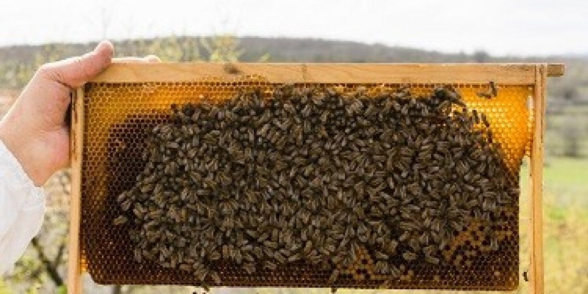 How to Safely Remove a Beehive from Your Palm Beach Property