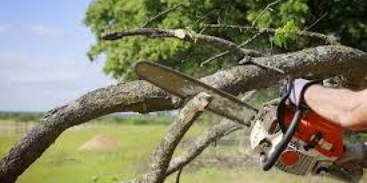 How to Identify and Treat Common Tree Diseases