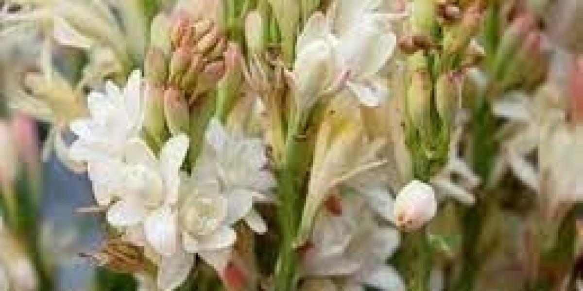 Health and Cosmetic Benefits Driving the Demand for Tuberose Extract