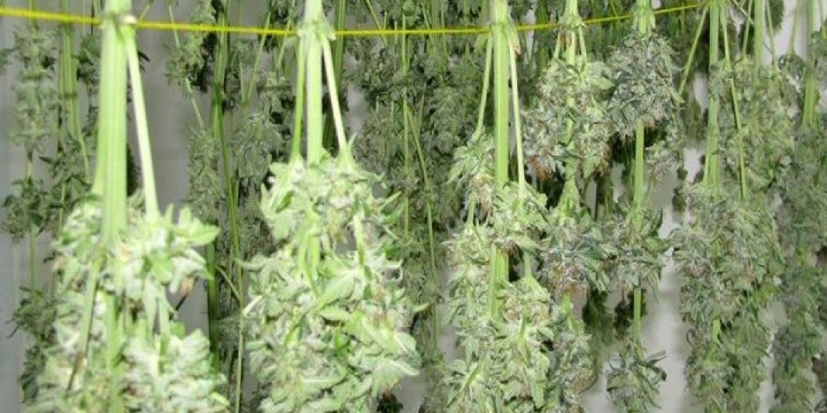 Visiting a Dispensary or Using Weed Delivery in Berthoud: Which Option is Right for You?