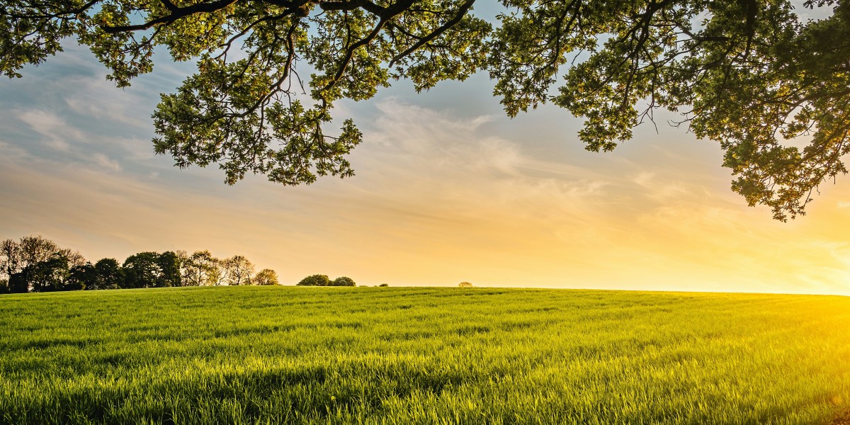 Top 4 Apps for Farmers: Identify and Manage Fungal Diseases with Ease