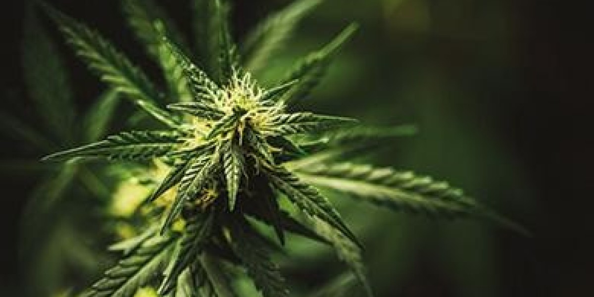 Reclassification of Cannabis Boosts Research, Weed Delivery in Fort Morgan, Colorado