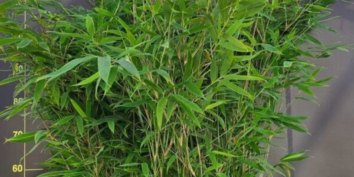 Fargesia Bamboo for Sale – The Ideal Non-Invasive Bamboo Variety