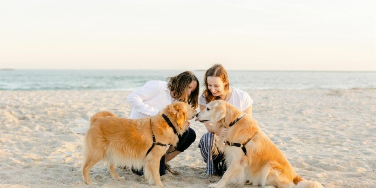 Where Can You Find Mini Golden Retrievers for Sale Near You