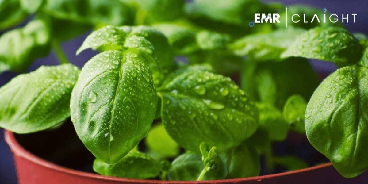 Basil Leaves Market Size, Share Analysis & Industry Growth | Report 2034