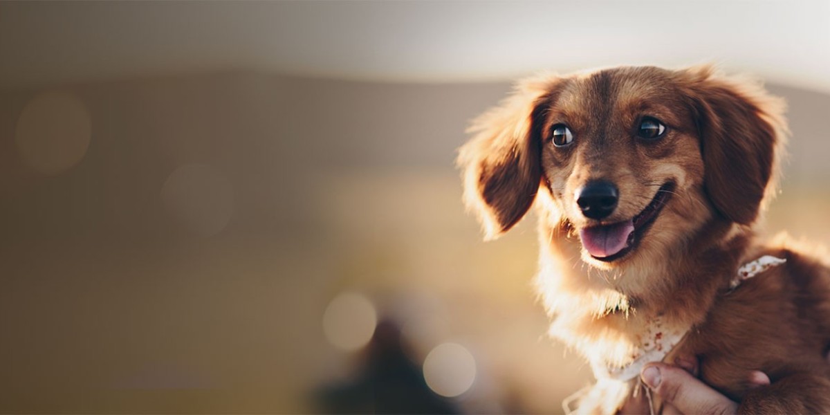 Trusted Palm Beach Pet Sitting Service: Your Pet's Best Companion