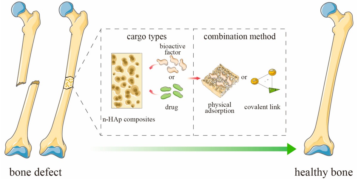 Bone Regeneration Market Benefits from Growing Awareness and Adoption of Stem Cell-Based Bone Therapies
