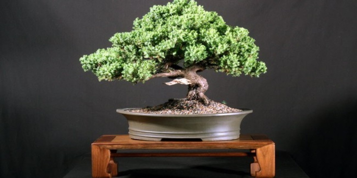 Bonsai Market Growth and Global Demand Shaping the Future of This Artistic Industry