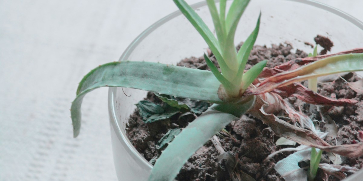 Aloe Vera Extracts Market: Understanding Market Dynamics, Growth Drivers, Challenges, and Opportunities