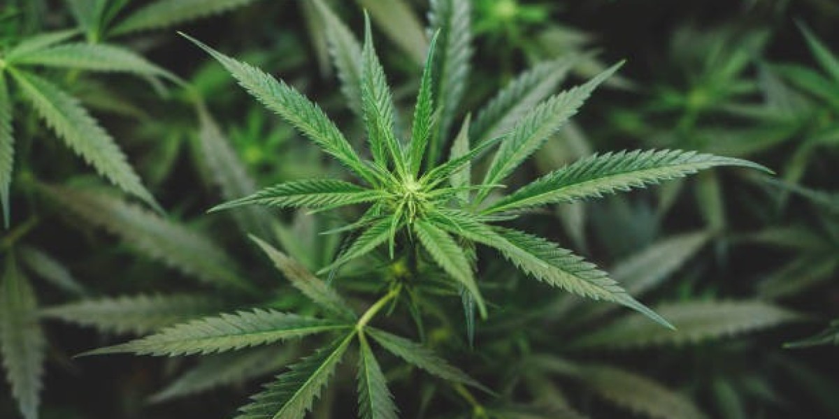 Legal and Illegal Weed Use and Delivery in The Pinery, Colorado