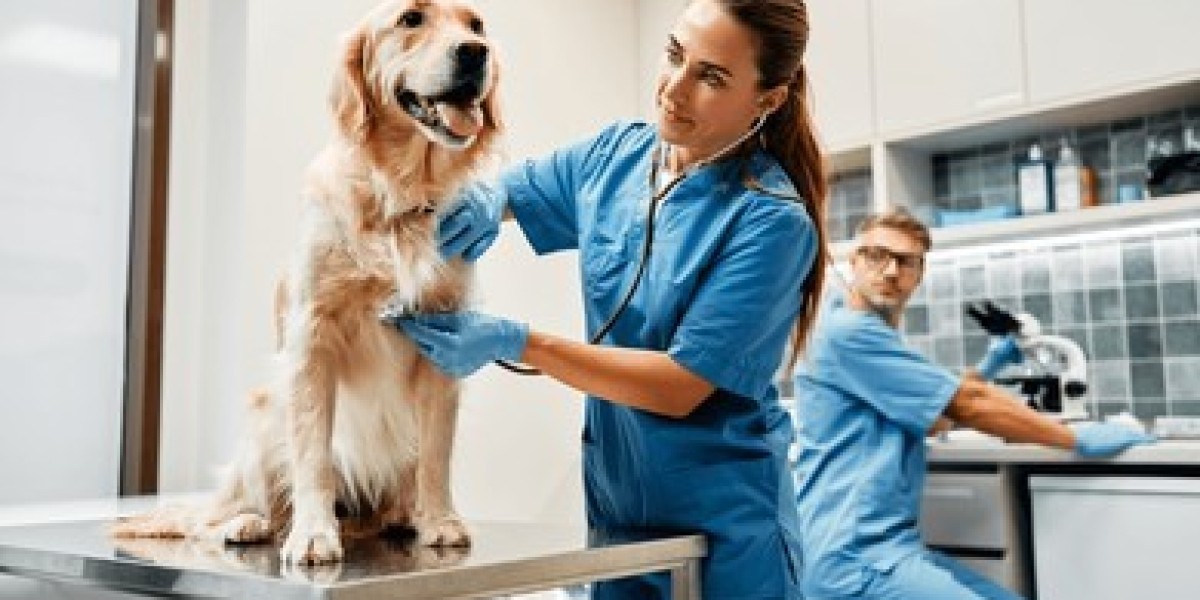 Comprehensive Guide to Veterinary Care in Qatar: Finding the Best Vet Clinic in Doha