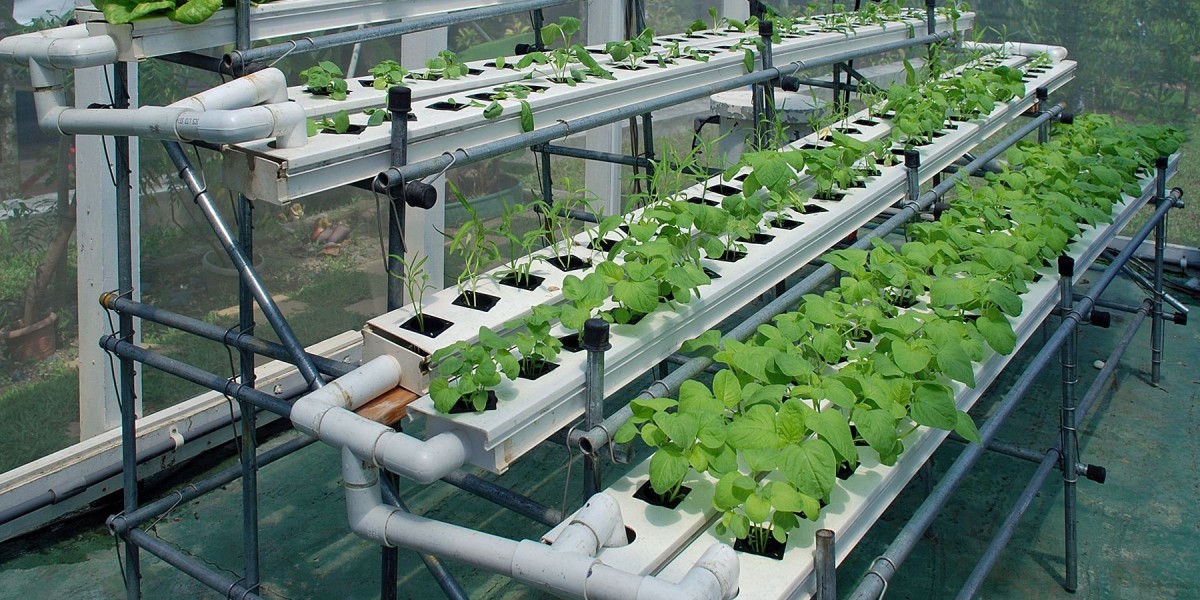 Hydroponics Market: The Role of Technology in Vertical Farming