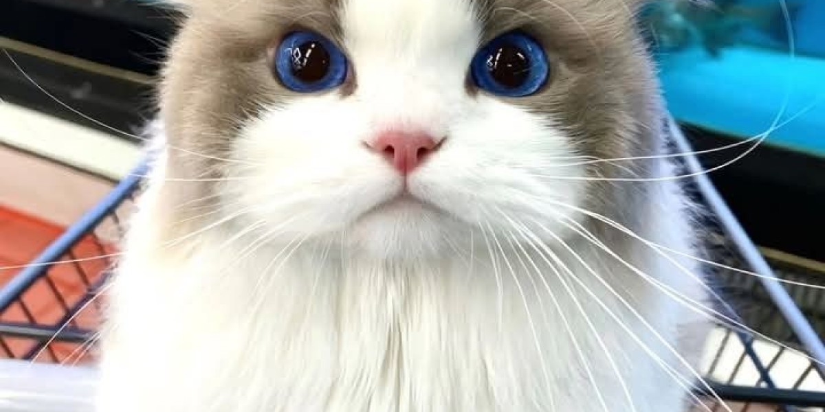 PetMD: Your Trusted Resource for Comprehensive Pet Health and Care