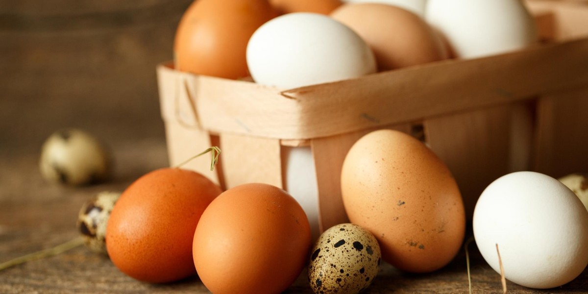 Dried Eggs Market in the Food and Beverage Industry