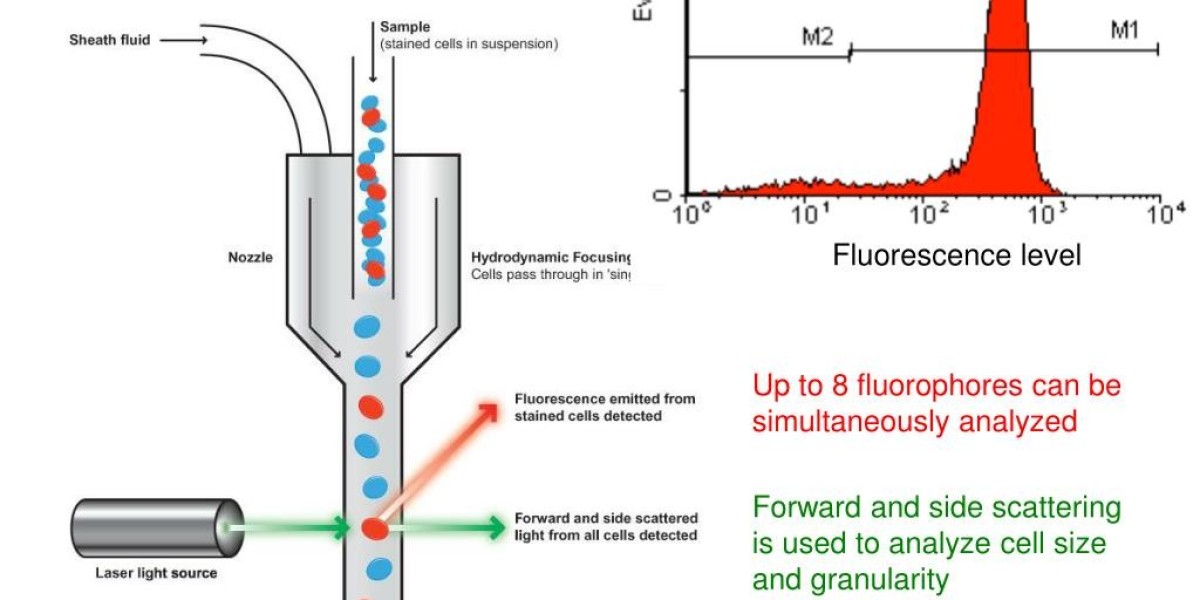 Flow Cytometry Market Expansion: Opportunities in Healthcare