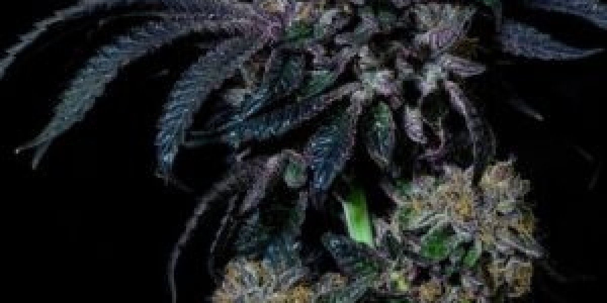 Best Cannabis Seeds Online – The Clone Conservatory