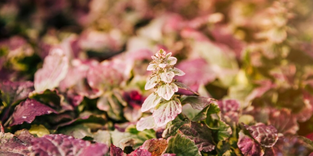 Forskolin Market Growth Prospects and Key Opportunities Driving Expansion in the Global Industry