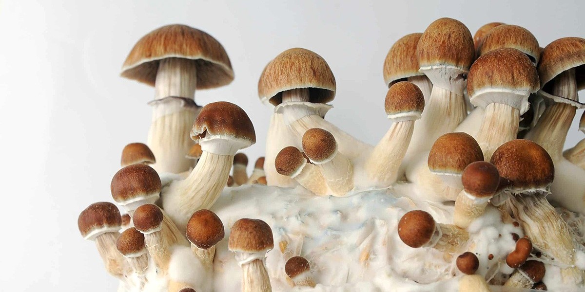 Mycelium Market: A World of Fungal Possibilities