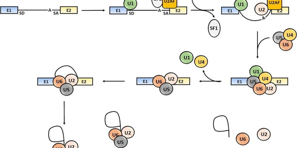 RNA Splicing and How to Target It
