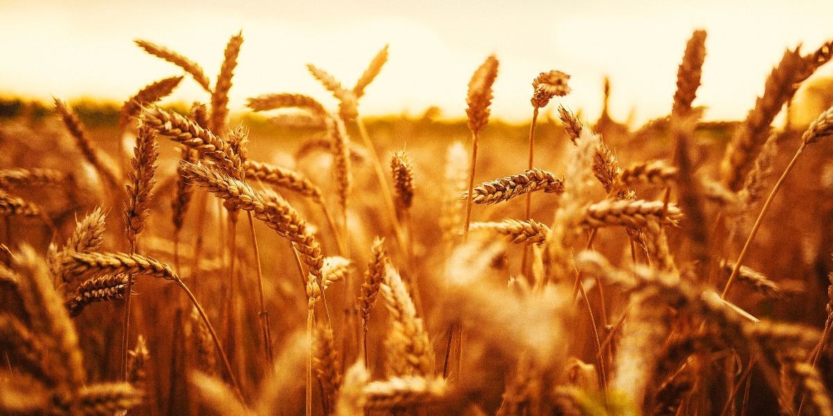 Mercado de Trigo en Argentina: Un Pilar Fundamental para la Agricultura y la Economía Nacional