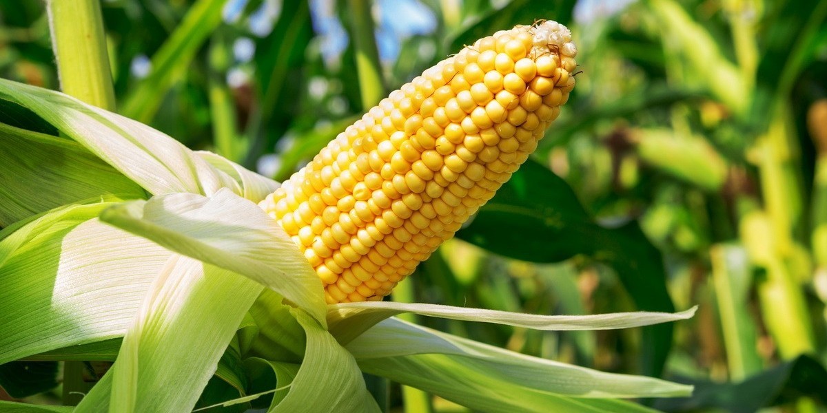 Brazil Maize Market Insights: From Production to Global Export Leadership