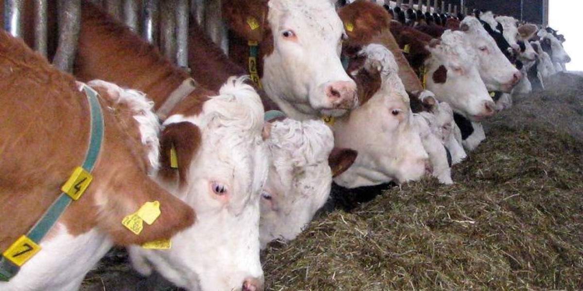 Animal Feed Additives Market Outlook Driven by Regulatory Support for Safe and Sustainable Animal Farming