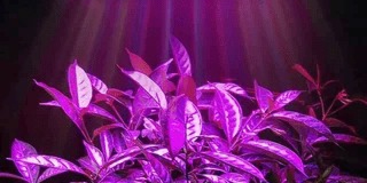 Top LED Grow Light Manufacturers Transforming Urban Farming