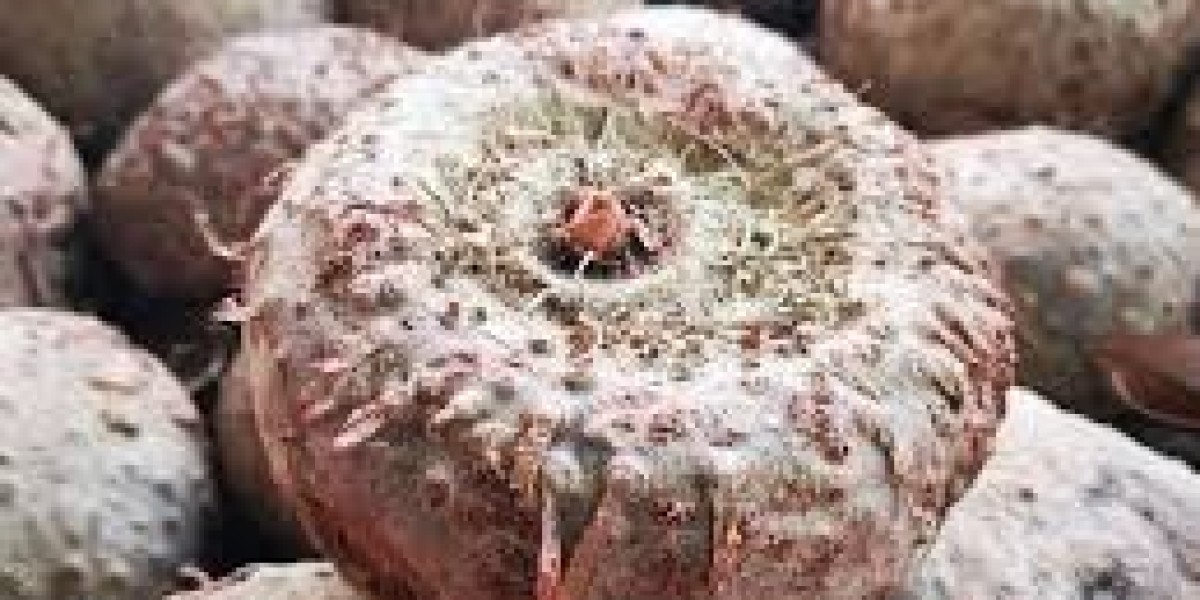 Konjac Market Growth Opportunities: Leveraging Nutritional Benefits for Diverse Consumer Segments