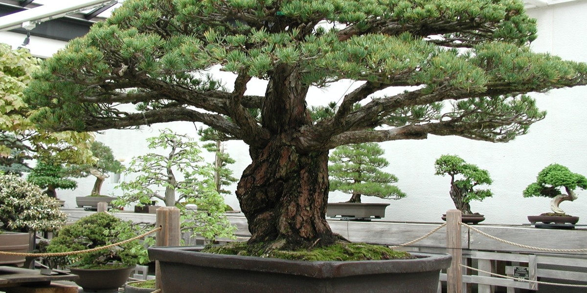 Bonsai Market: Emerging Trends and Global Growth in the Expanding World of Miniature Tree Cultivation